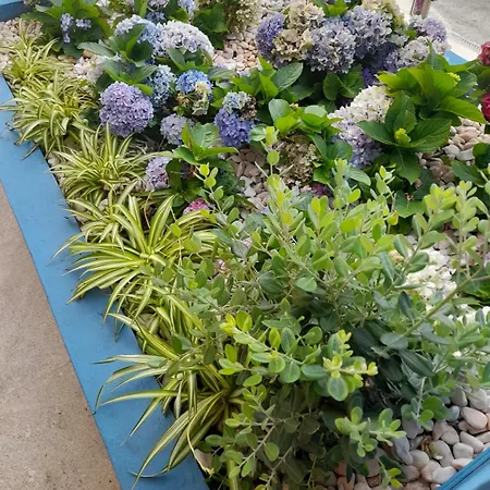 Hotel Mediterrâneo Madeira